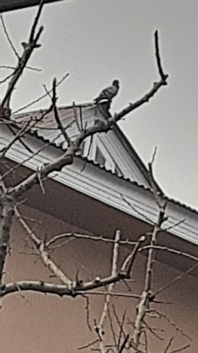 Голуб сизий (міський) - ML647170316