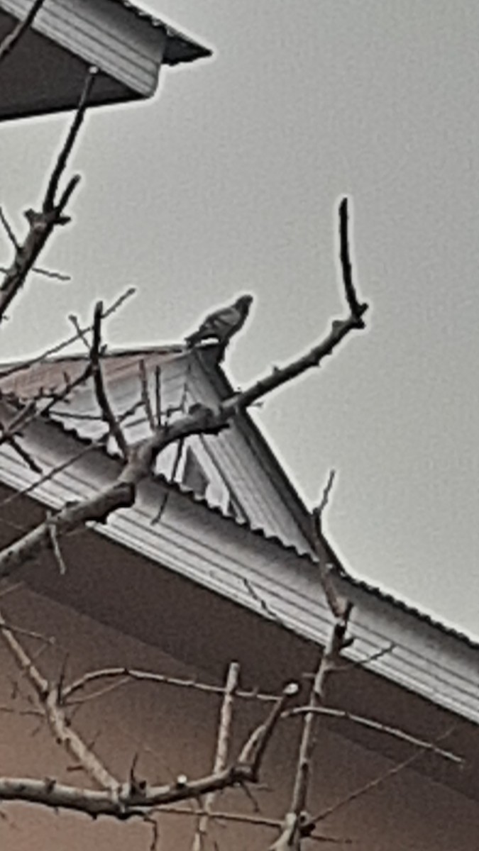 Голуб сизий (міський) - ML647170317