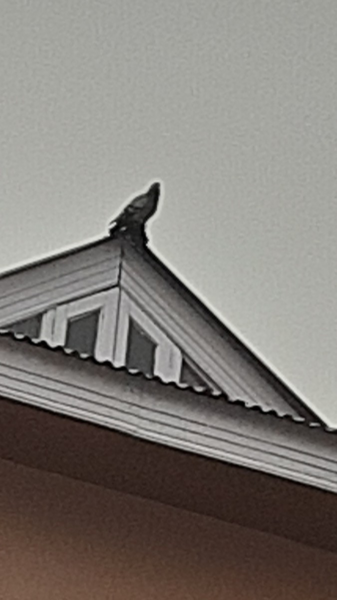 Голуб сизий (міський) - ML647170318