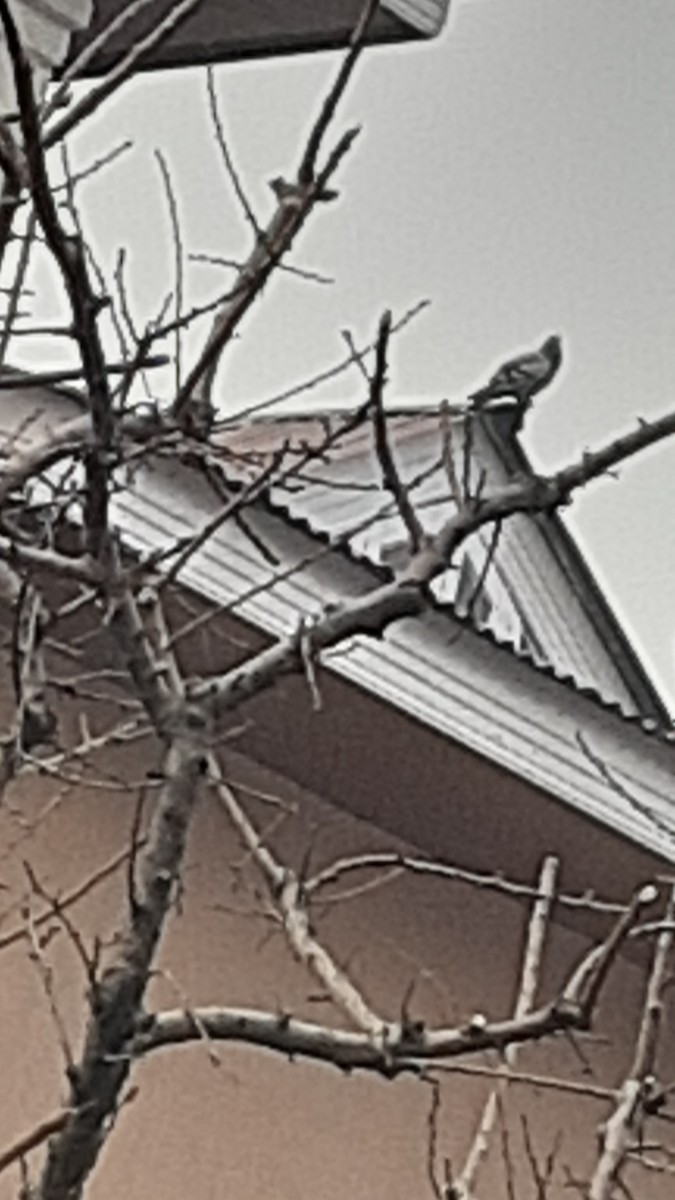 Голуб сизий (міський) - ML647170319