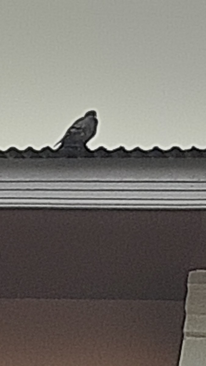 Голуб сизий (міський) - ML647170320