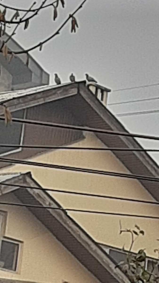 Голуб сизий (міський) - ML647170321