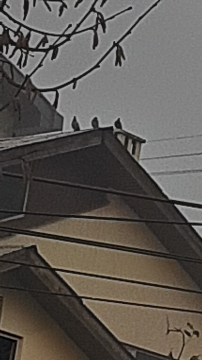 Голуб сизий (міський) - ML647170322