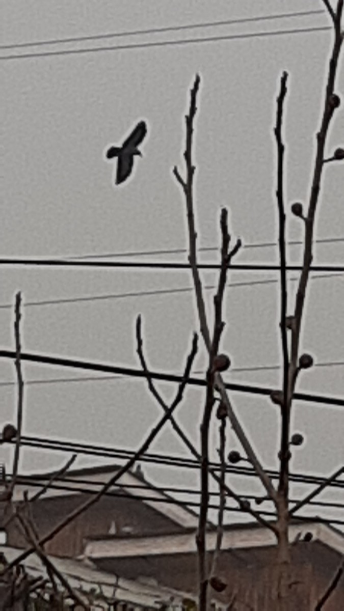 דיה שחורה - ML647170333