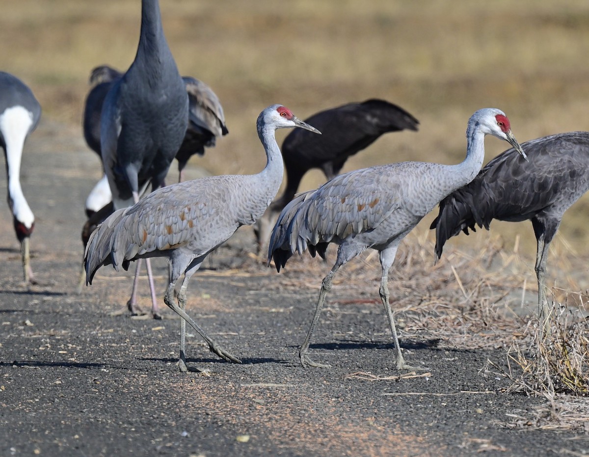 Sandhill Crane - ML647170335