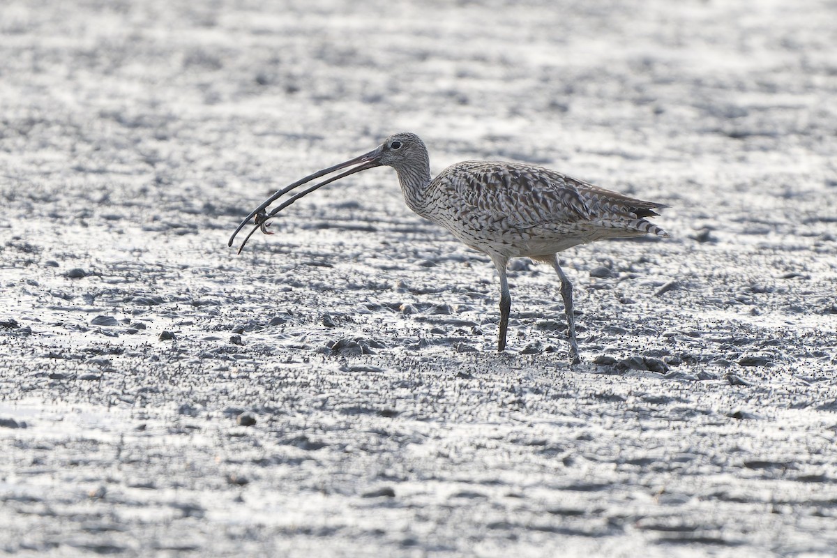Far Eastern Curlew - ML647170337