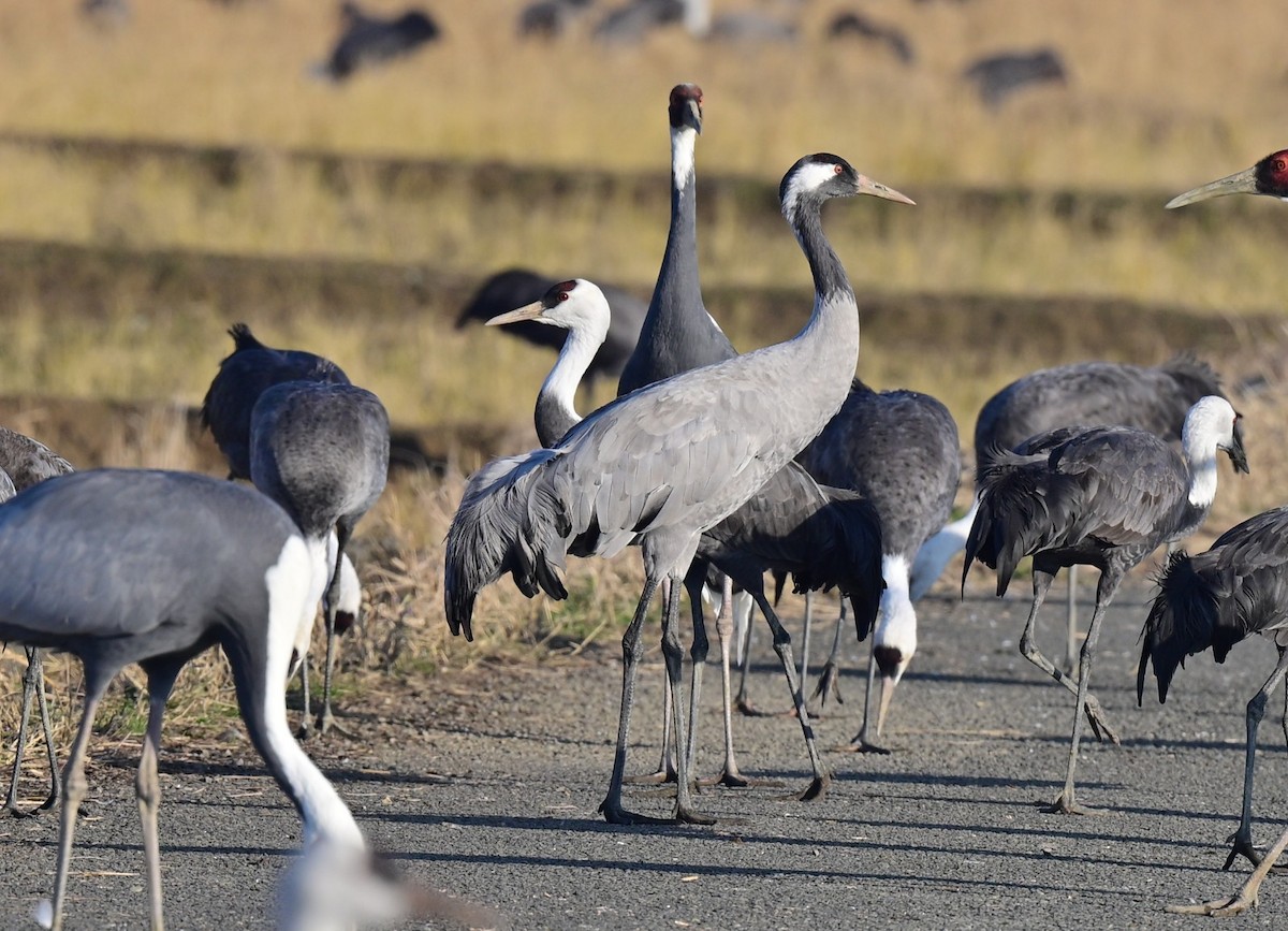 Common Crane - ML647170338