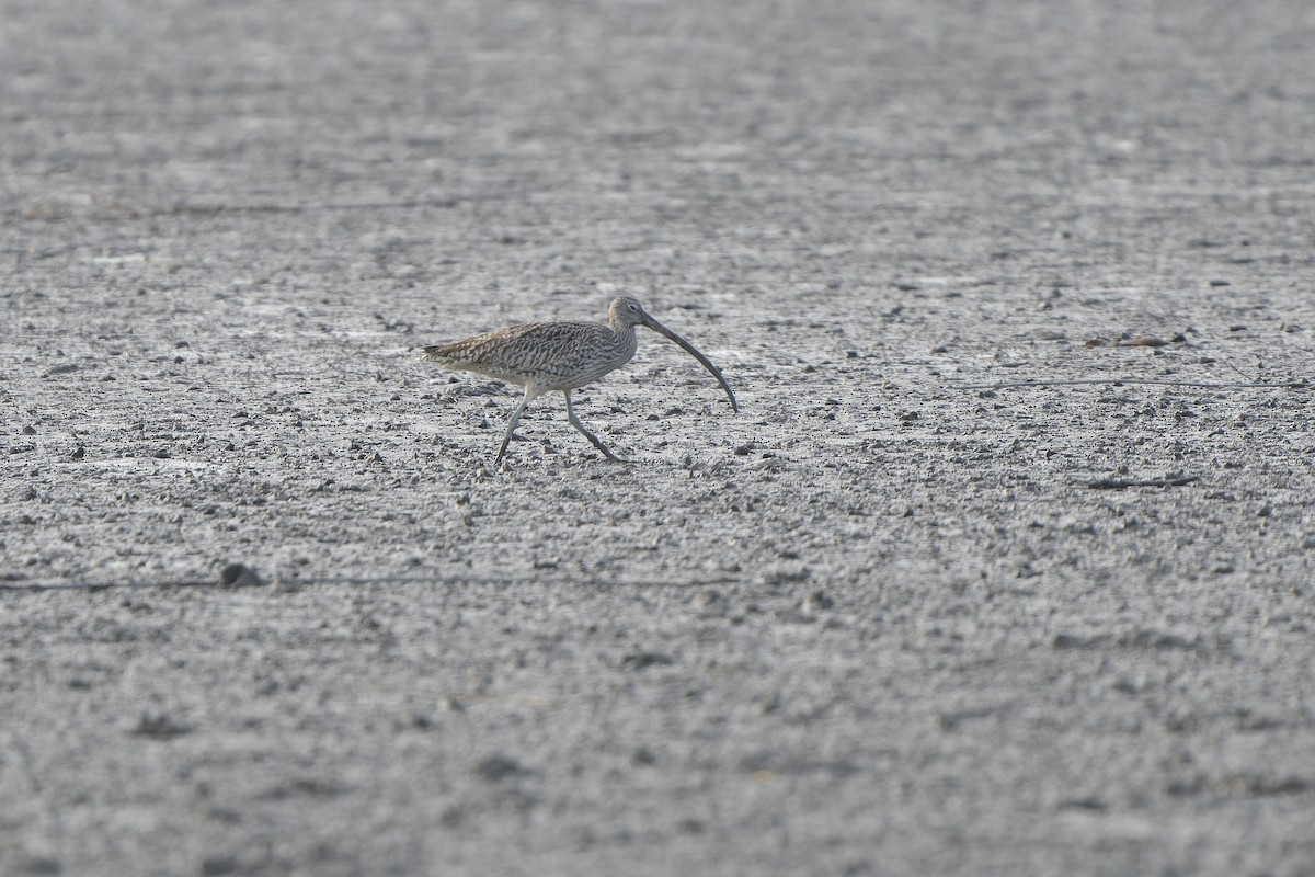 Far Eastern Curlew - ML647170339