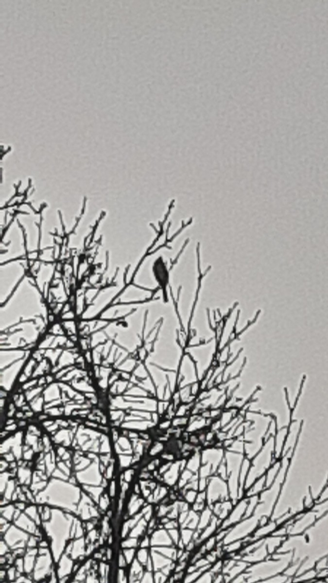 Himalayan Bulbul - ML647170342