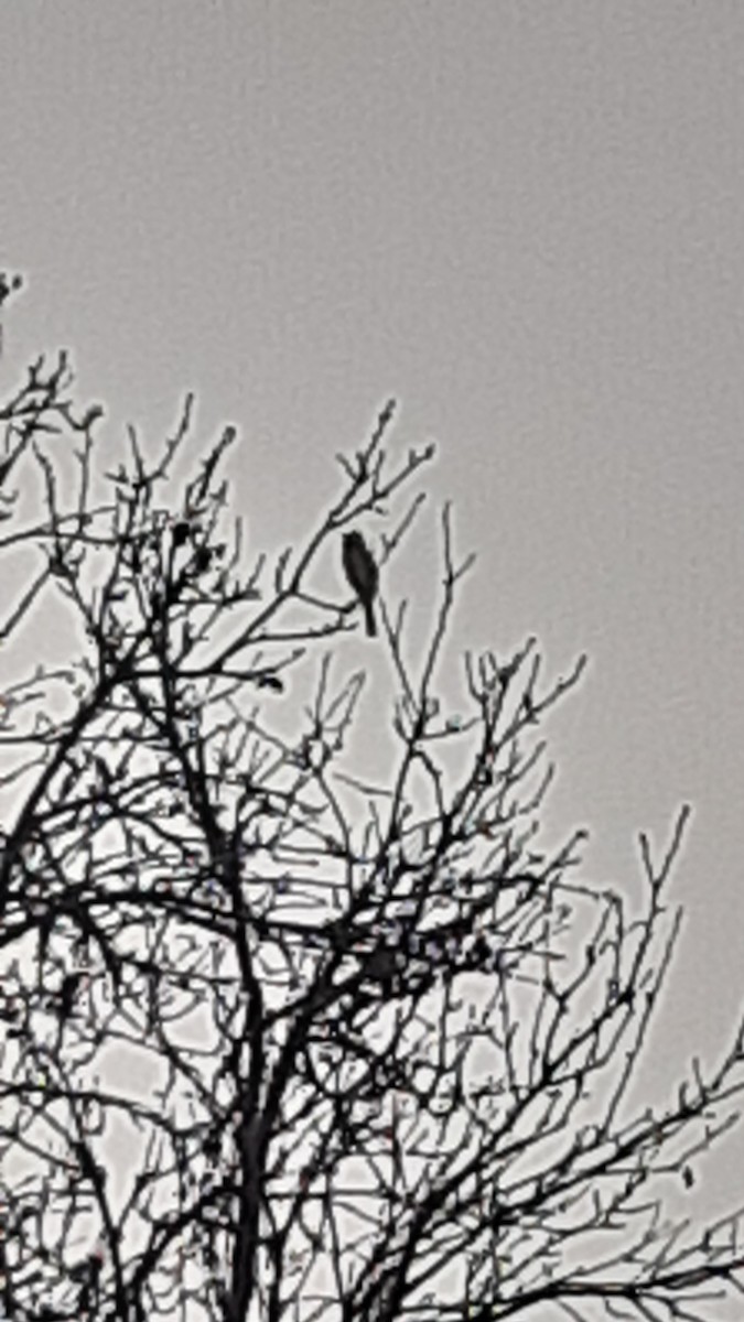 Himalayan Bulbul - ML647170343