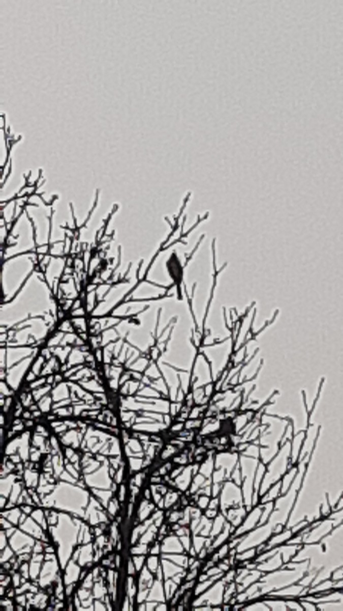 Himalayan Bulbul - ML647170344