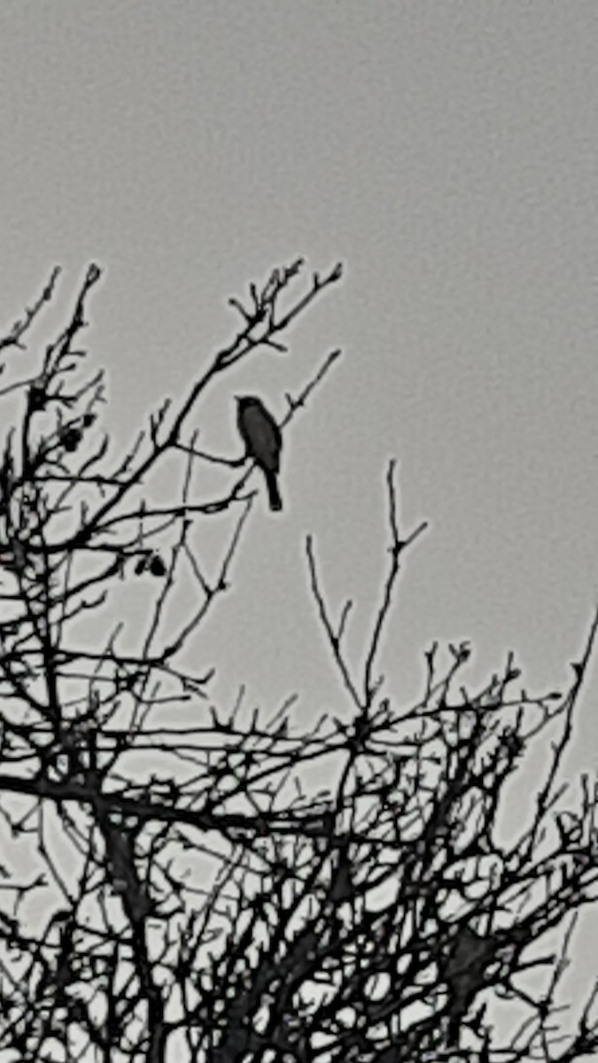 Himalayan Bulbul - ML647170345