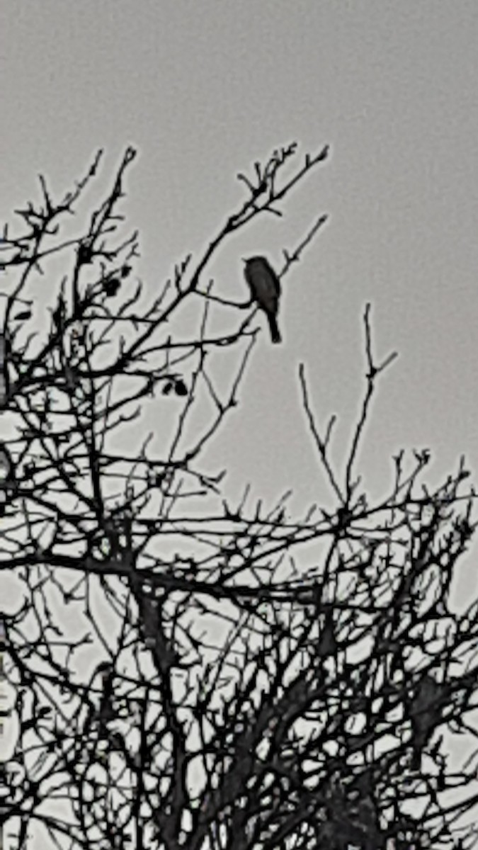 Himalayan Bulbul - ML647170346