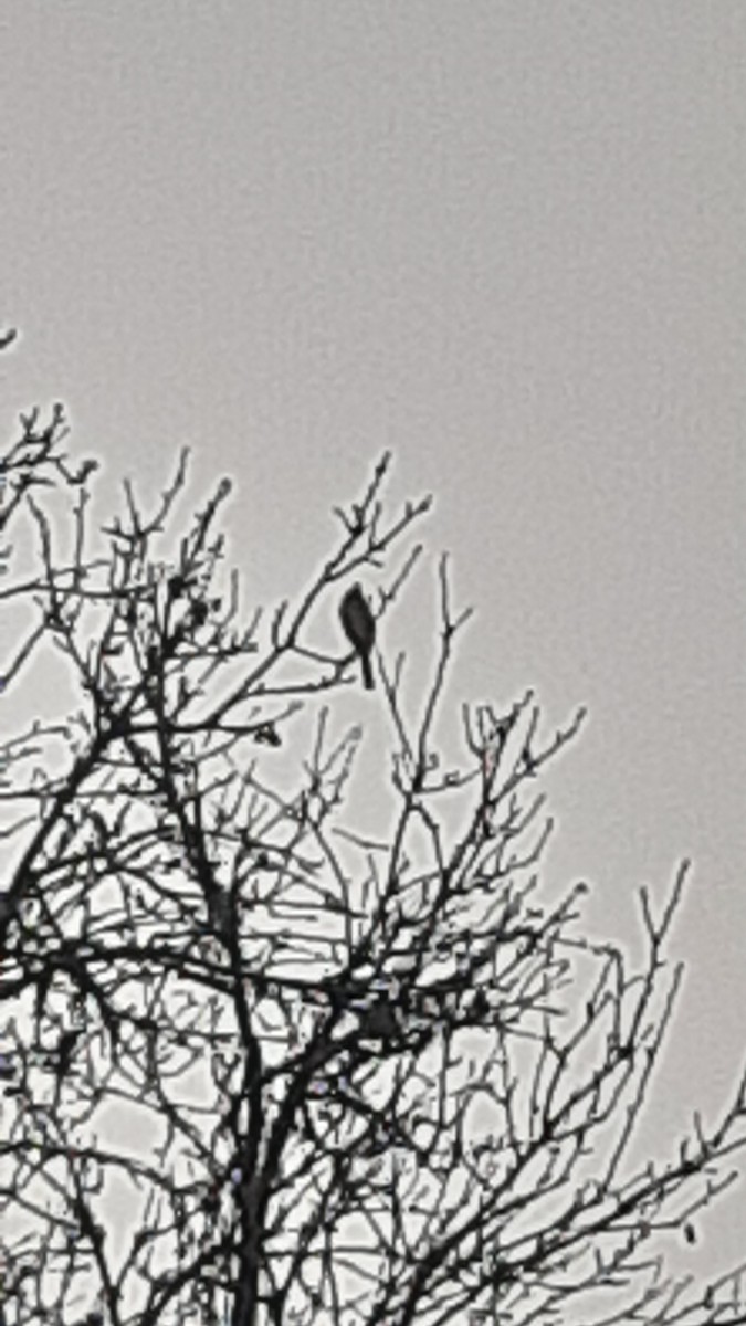 Himalayan Bulbul - ML647170347