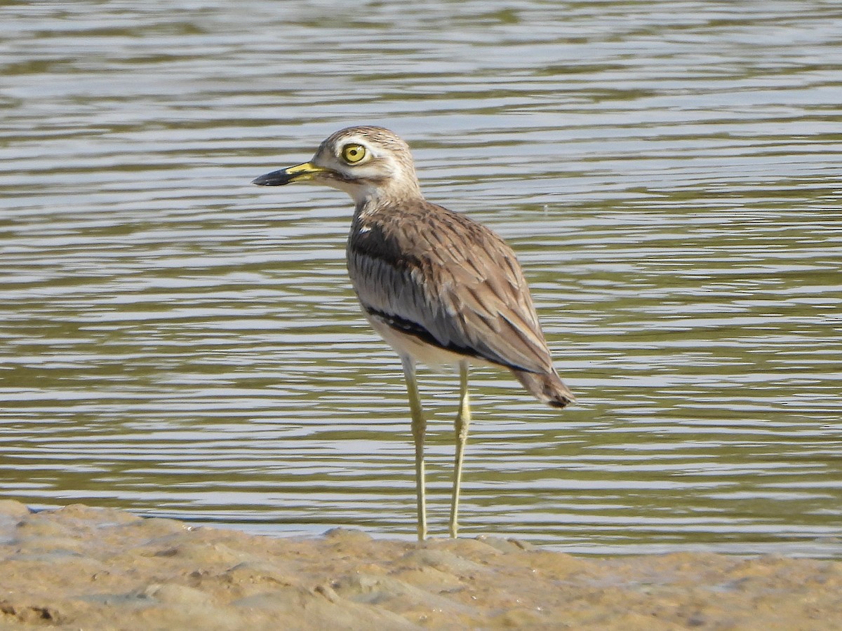 Senegal Thick-knee - ML647170348