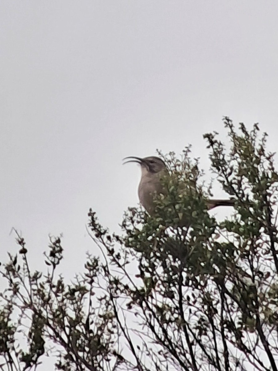 California Thrasher - ML647170349