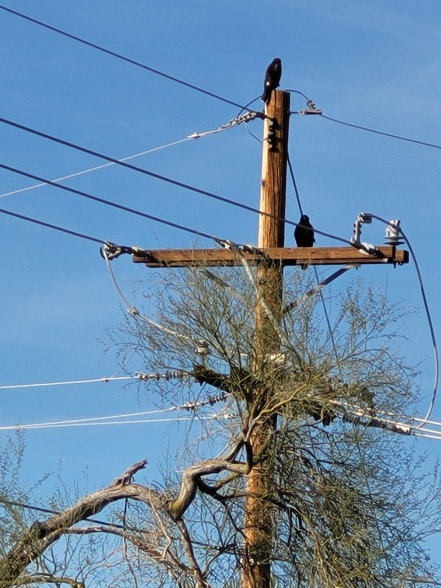 Harris's Hawk - ML647170351