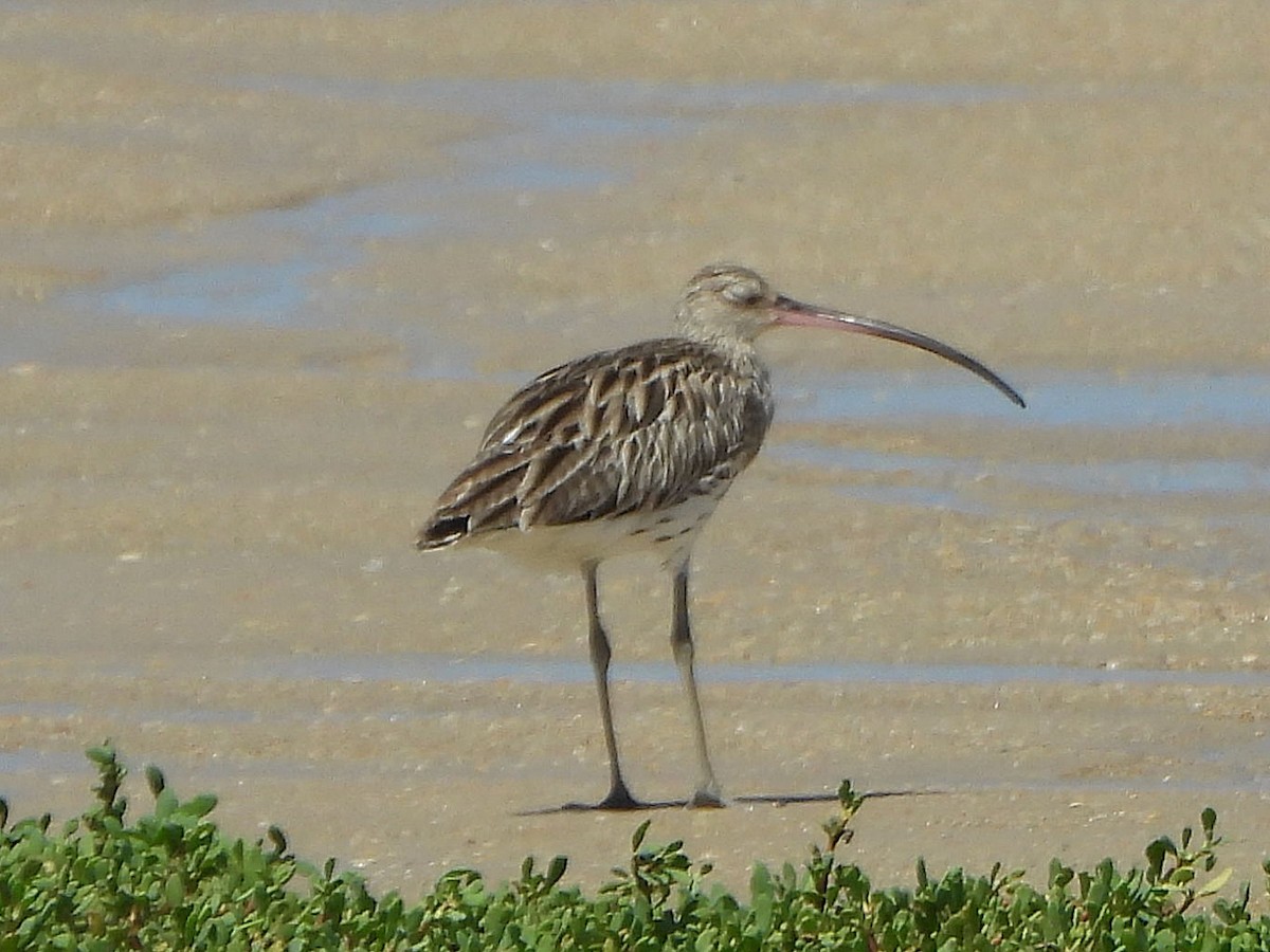 Eurasian Curlew - ML647170352