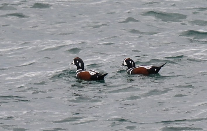 Harlequin Duck - ML647170353