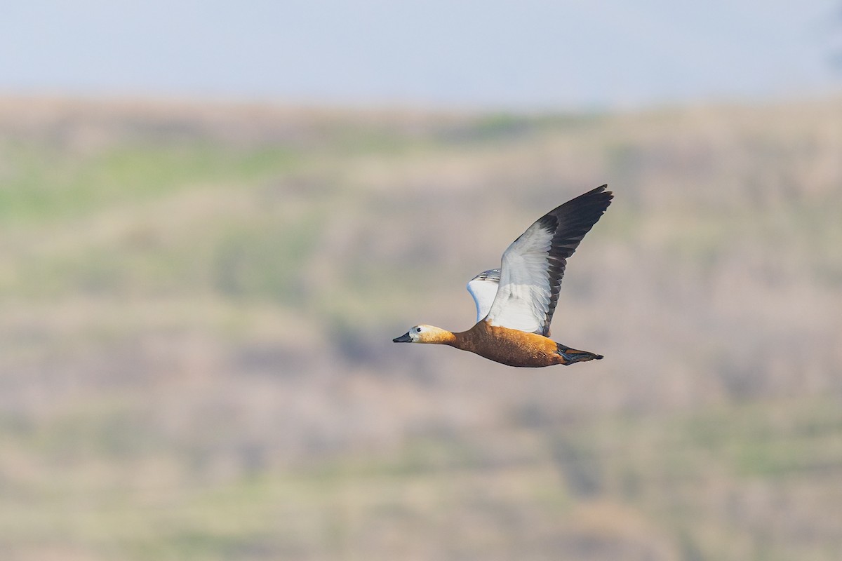 Ruddy Shelduck - ML647170354