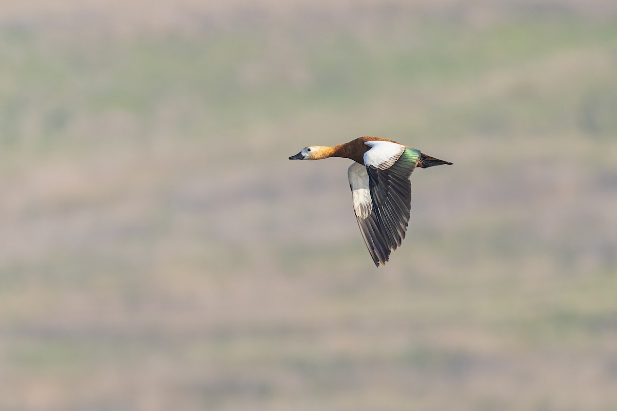 Ruddy Shelduck - ML647170355