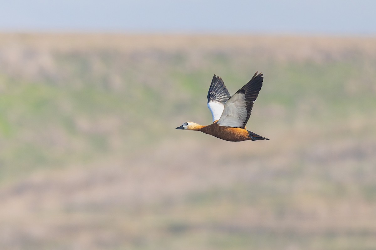 Ruddy Shelduck - ML647170356
