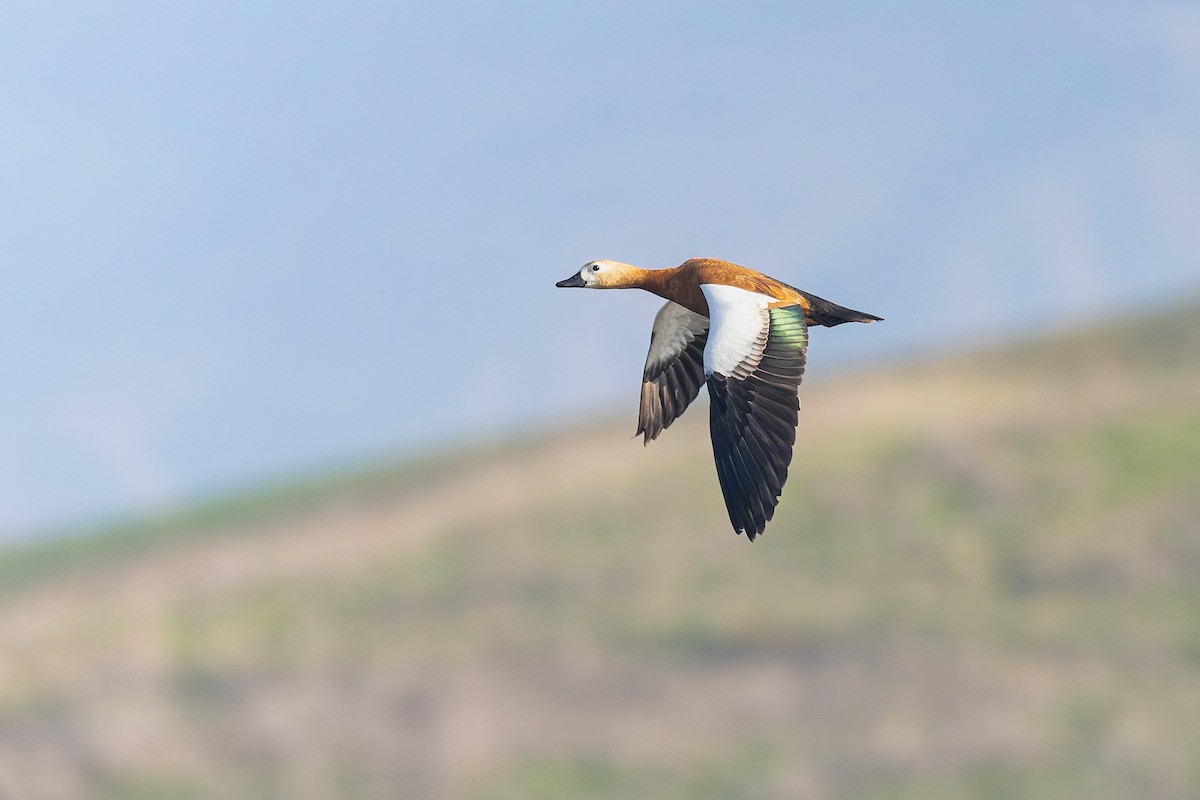 Ruddy Shelduck - ML647170357