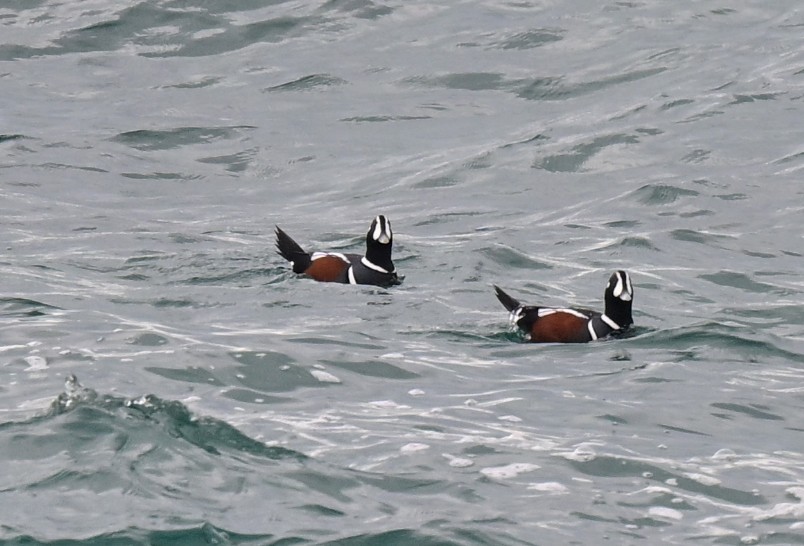 Harlequin Duck - ML647170358