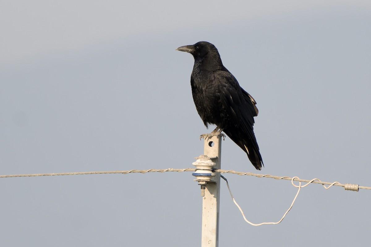 Carrion Crow (Eastern) - ML647170363