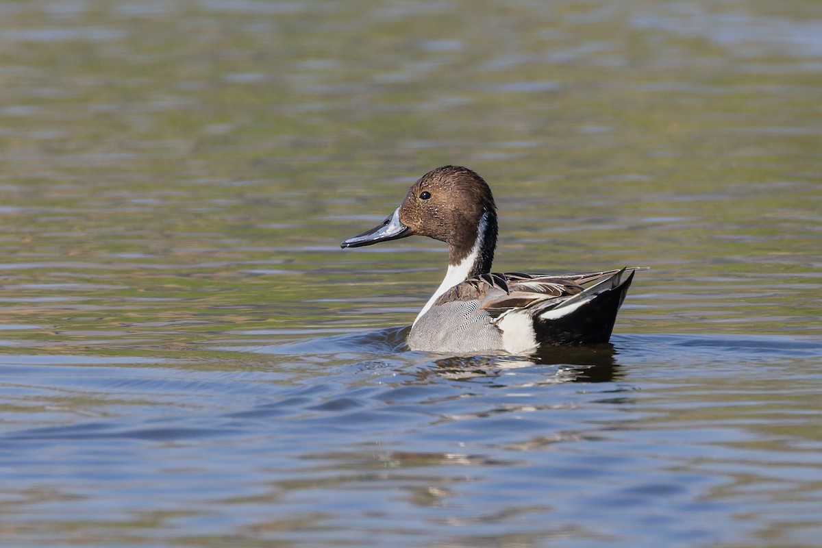 Northern Pintail - ML647170364