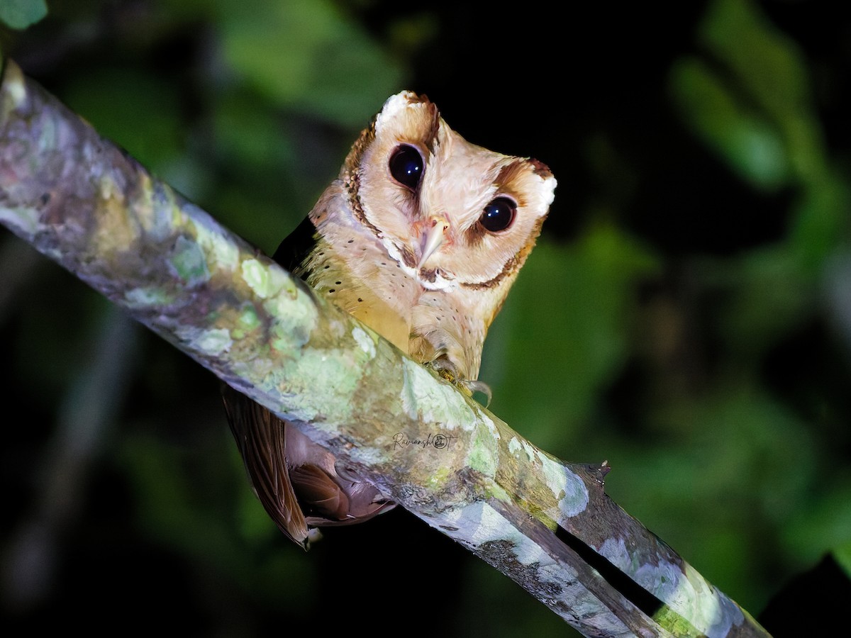 Oriental Bay-Owl - ML647170365
