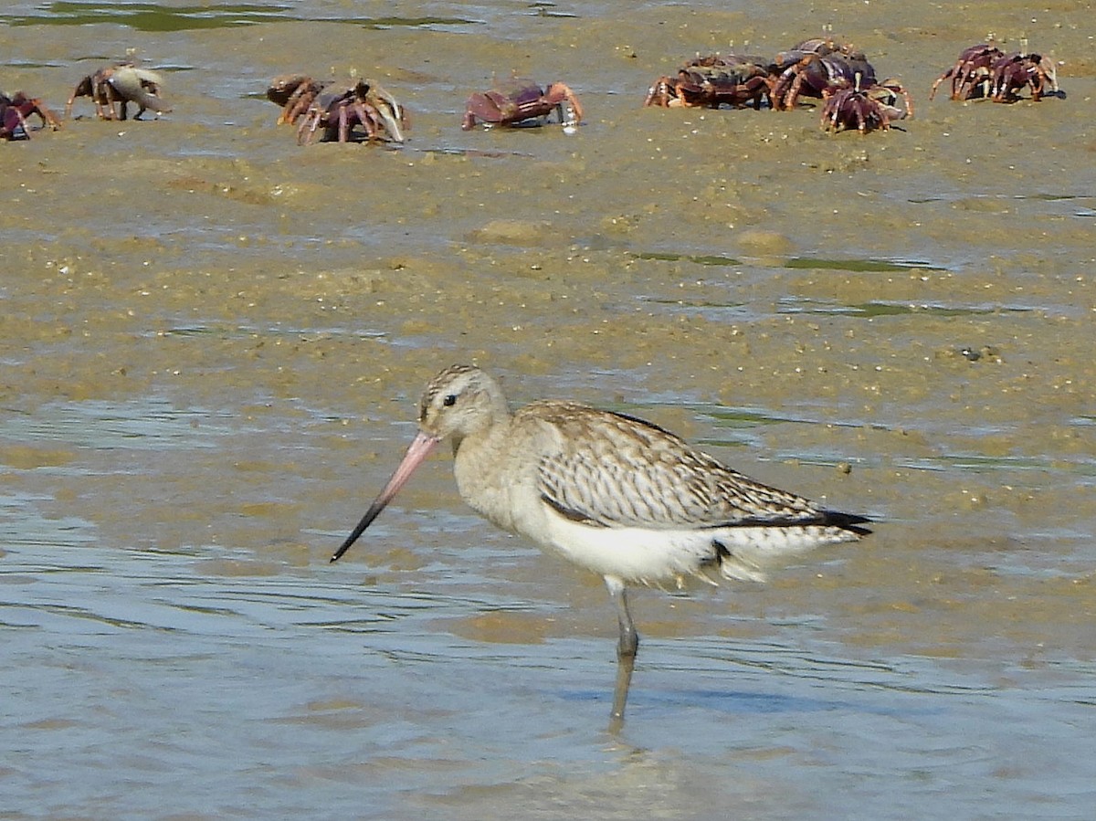 Bar-tailed Godwit - ML647170366