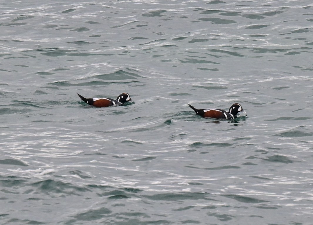 Harlequin Duck - ML647170367