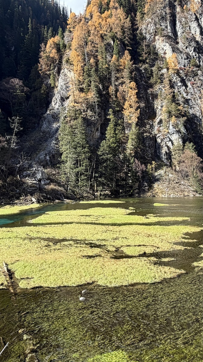 Mallard - ML647170368