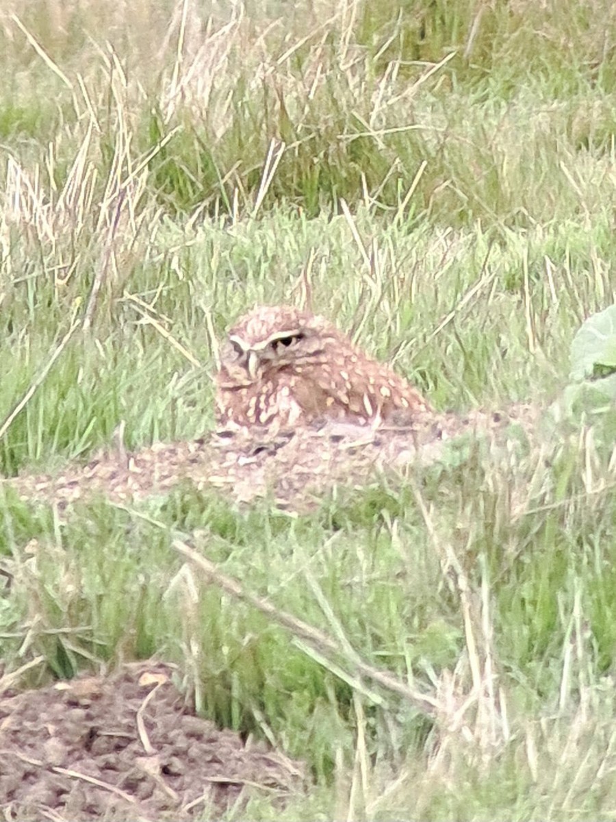 Burrowing Owl - ML647170369