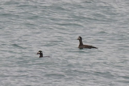 Stejneger's Scoter - ML647170370