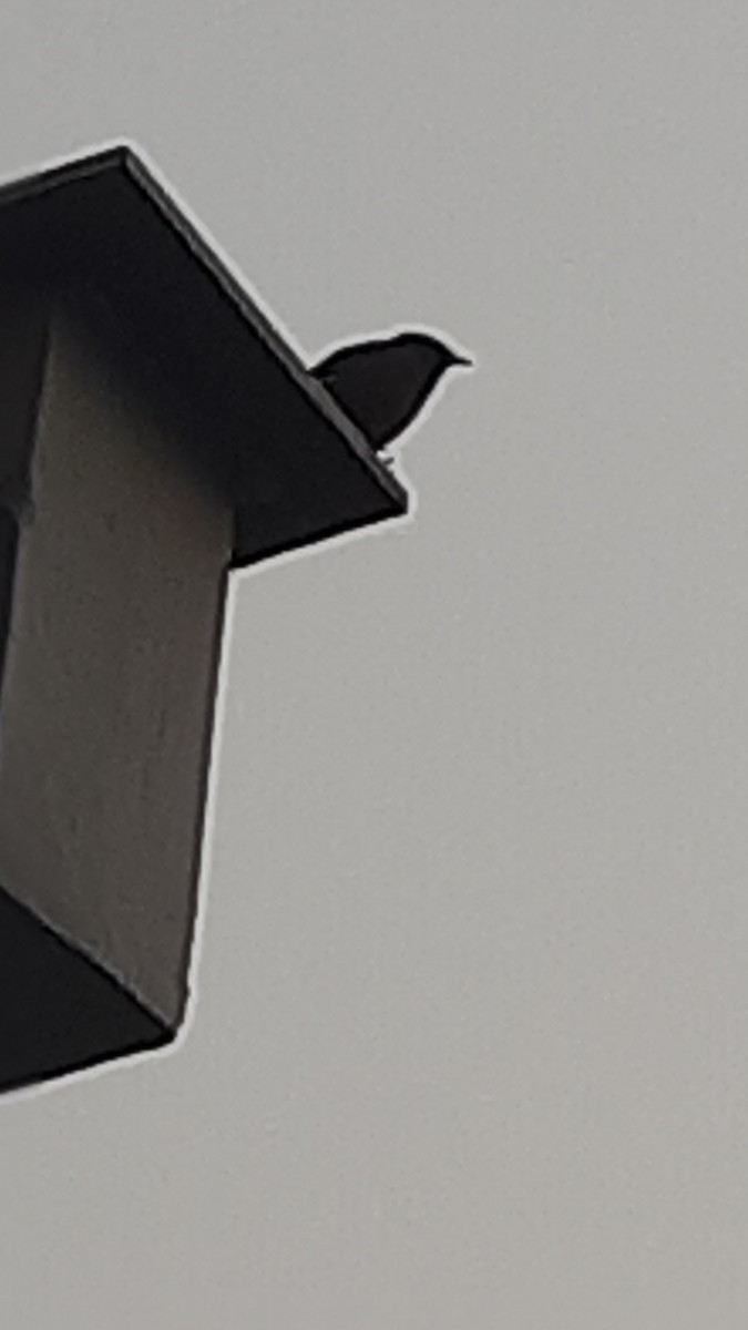 Common Myna - ML647170372