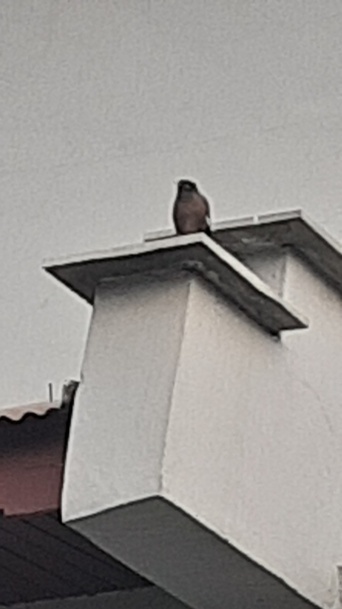 Common Myna - ML647170373