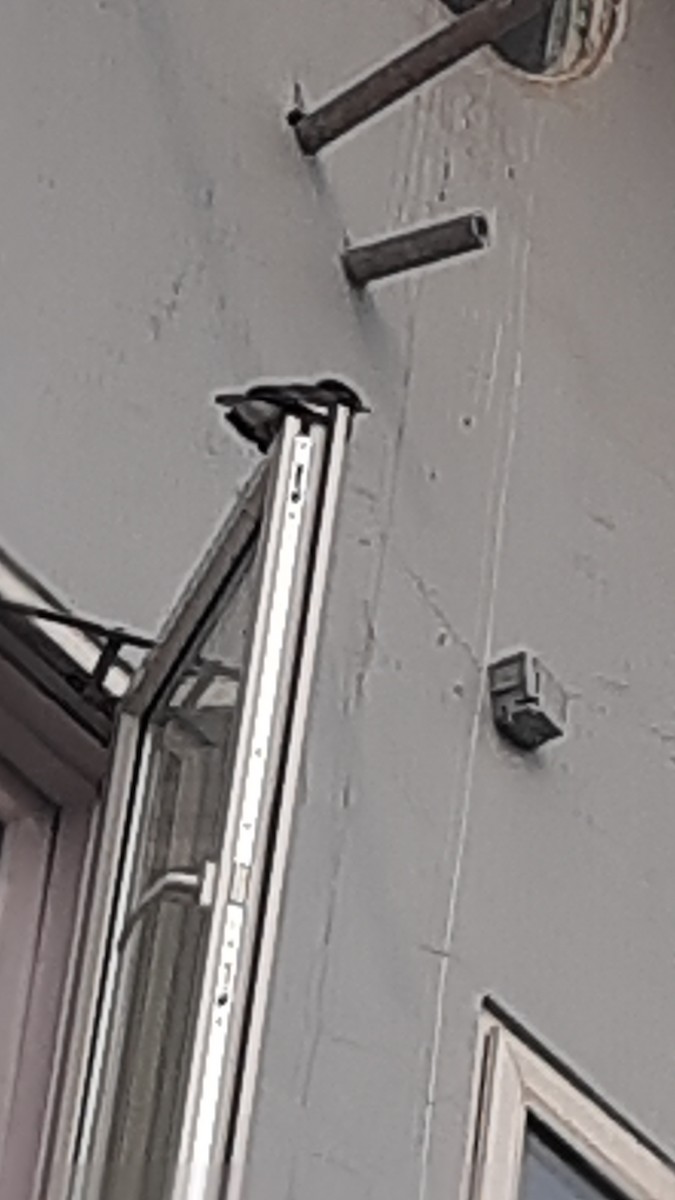 Common Myna - ML647170375