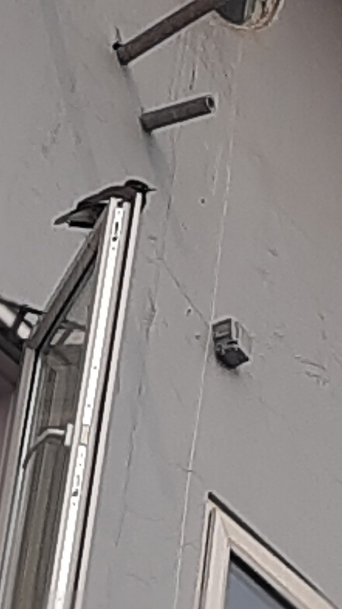 Common Myna - ML647170376