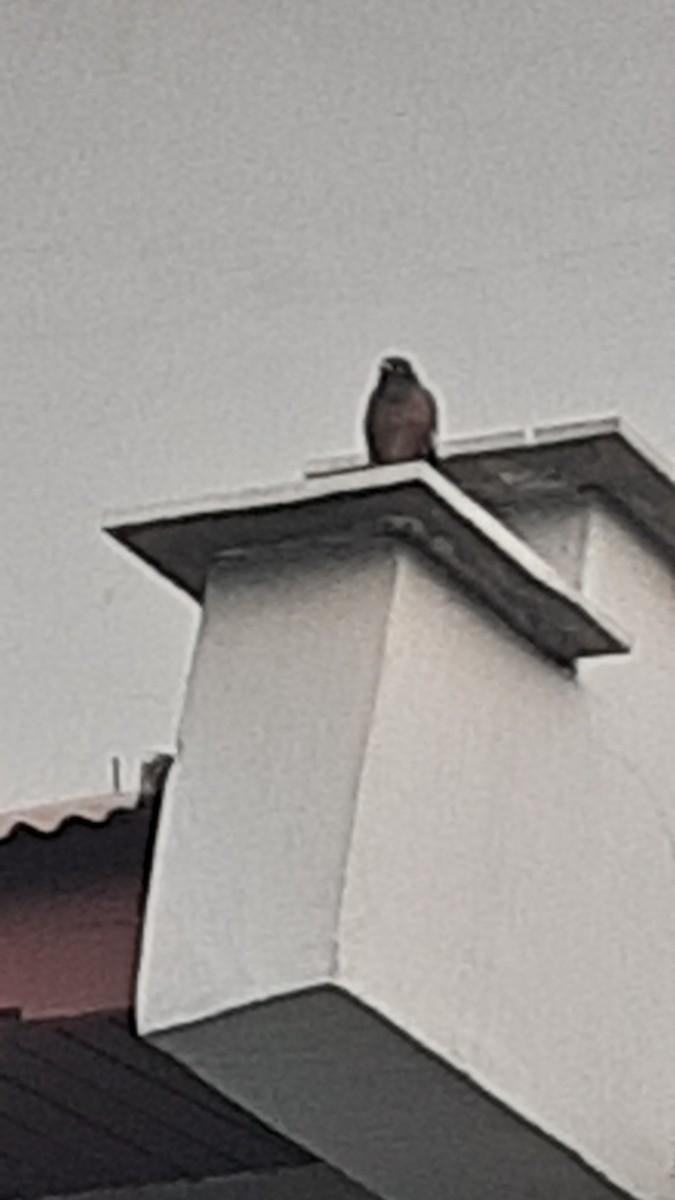 Common Myna - ML647170377