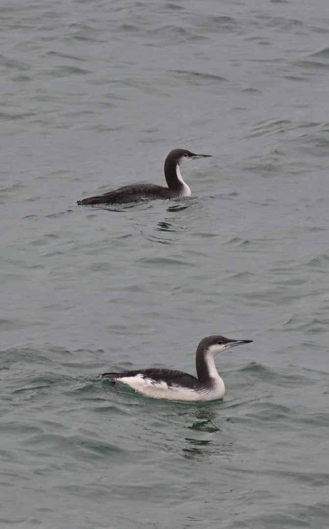 Arctic Loon - ML647170379