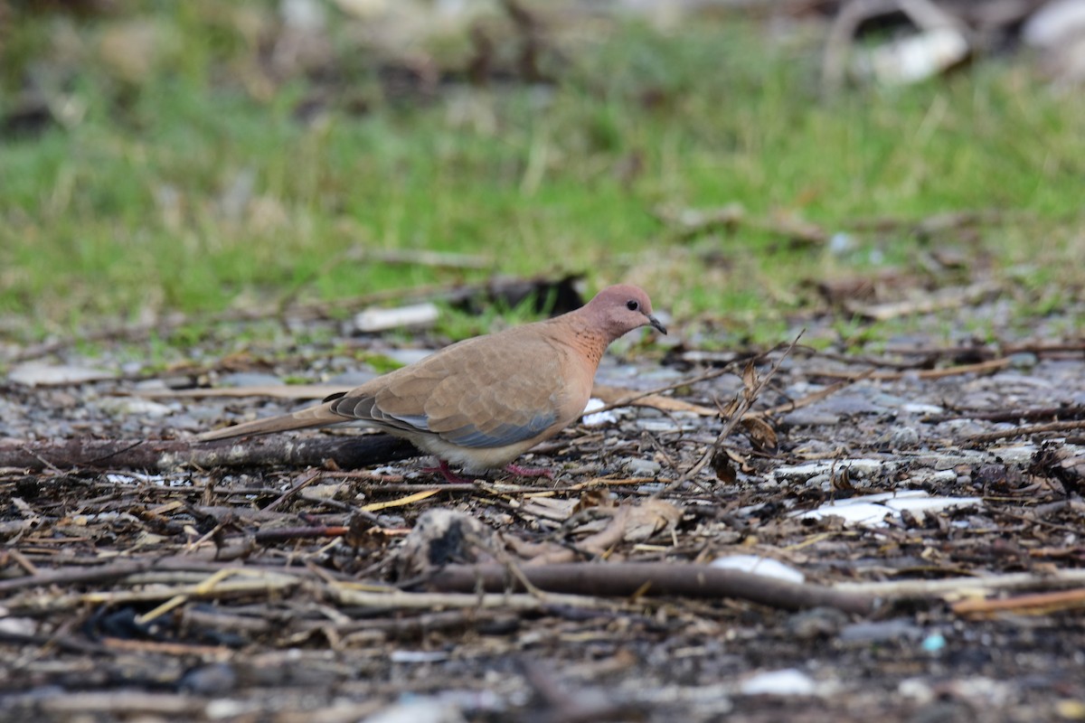 Küçük Kumru - ML647170381