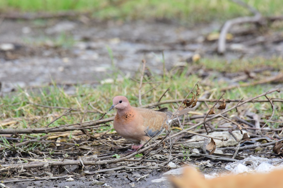 Küçük Kumru - ML647170382