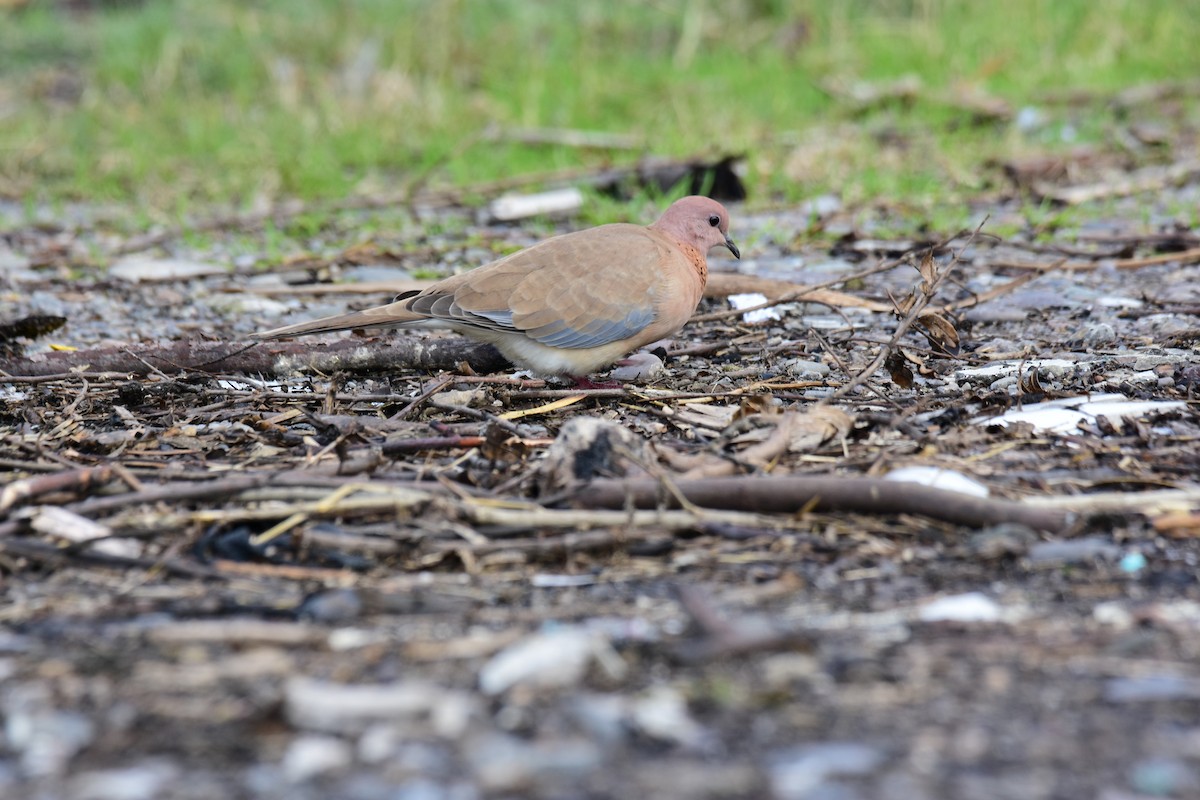 Küçük Kumru - ML647170384