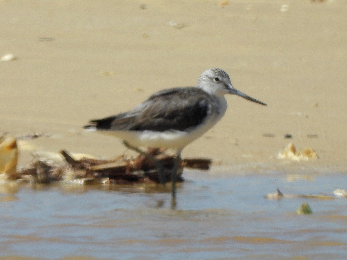 Archibebe Claro - ML647170386