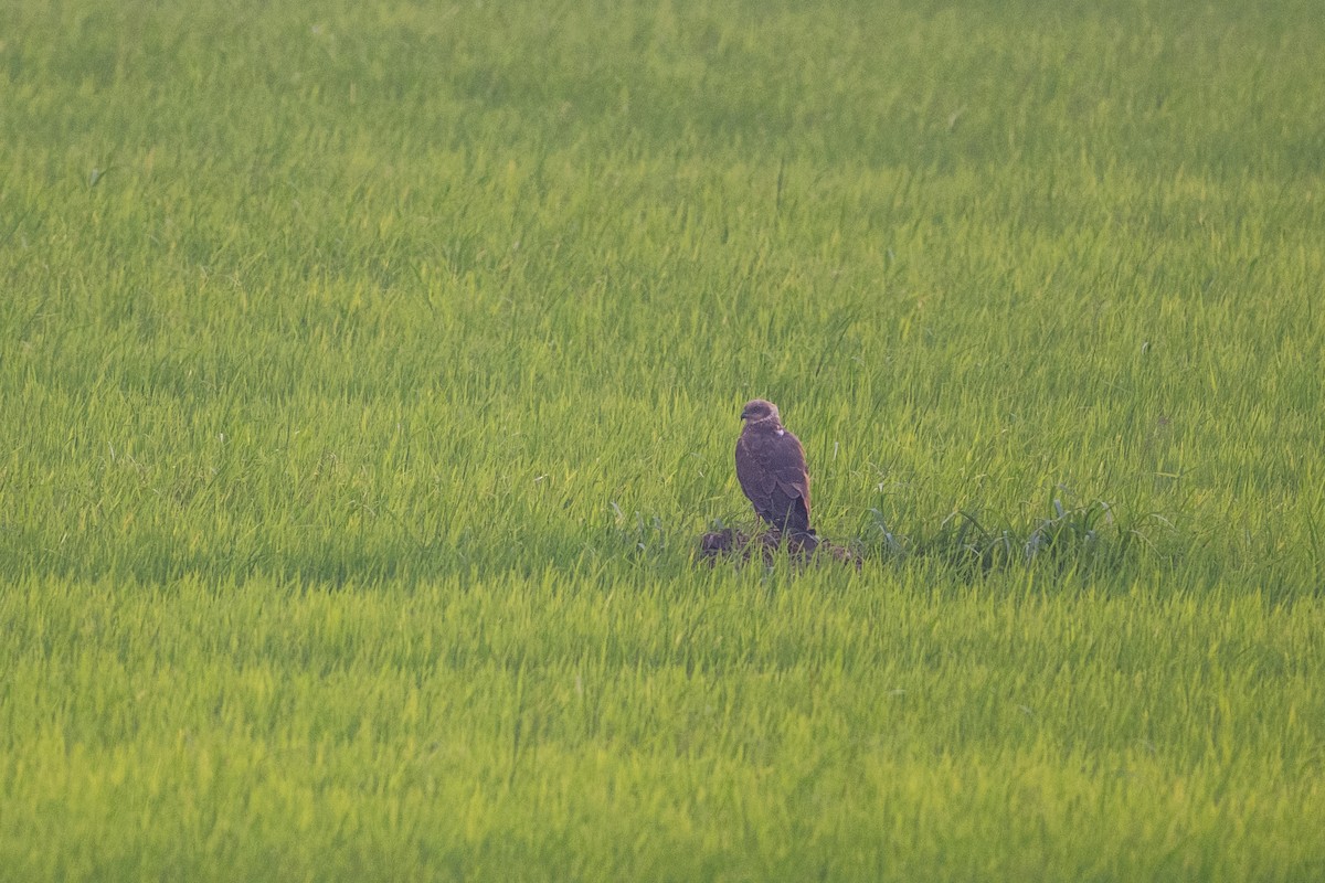 Aguilucho Lagunero Occidental - ML647170387