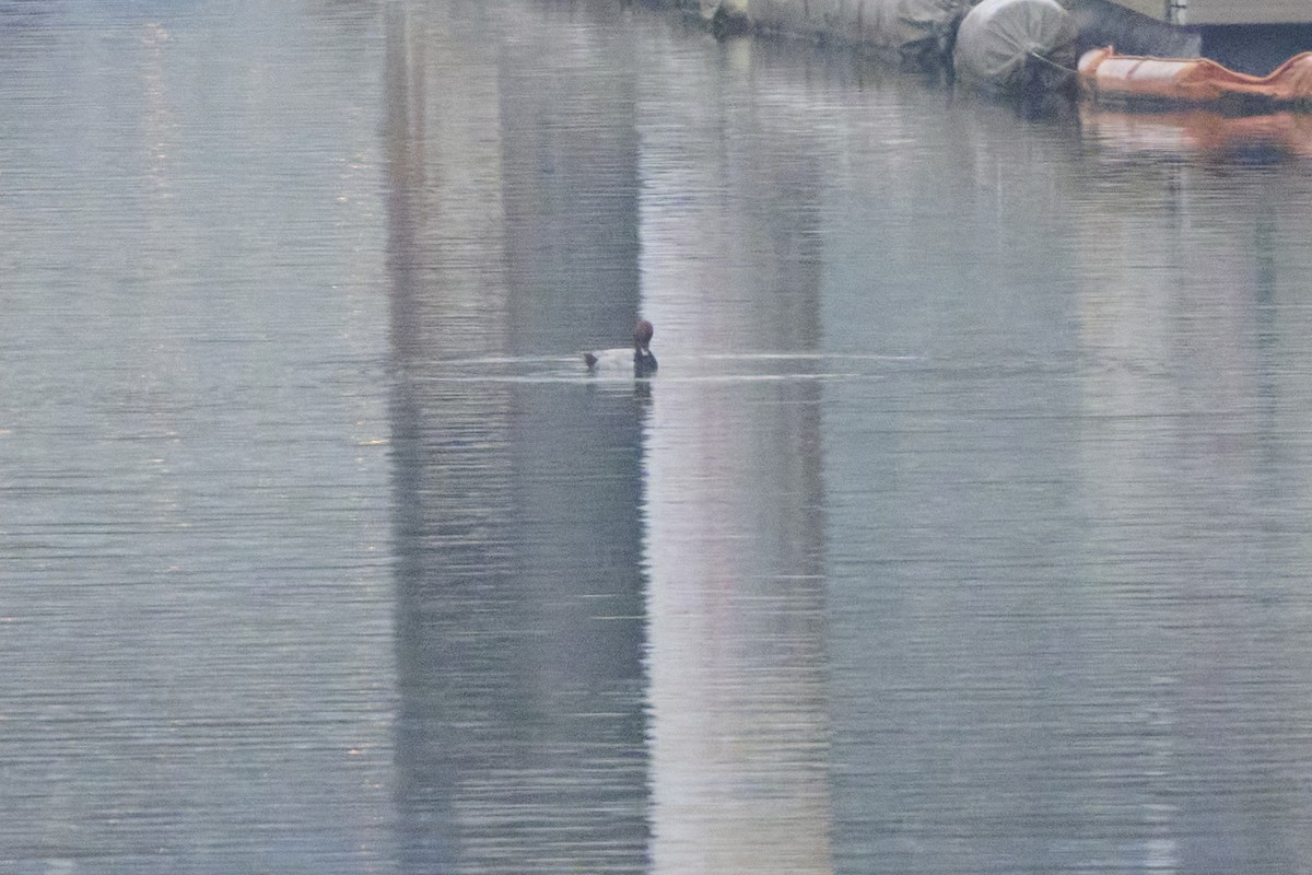 Porrón Europeo - ML647170390