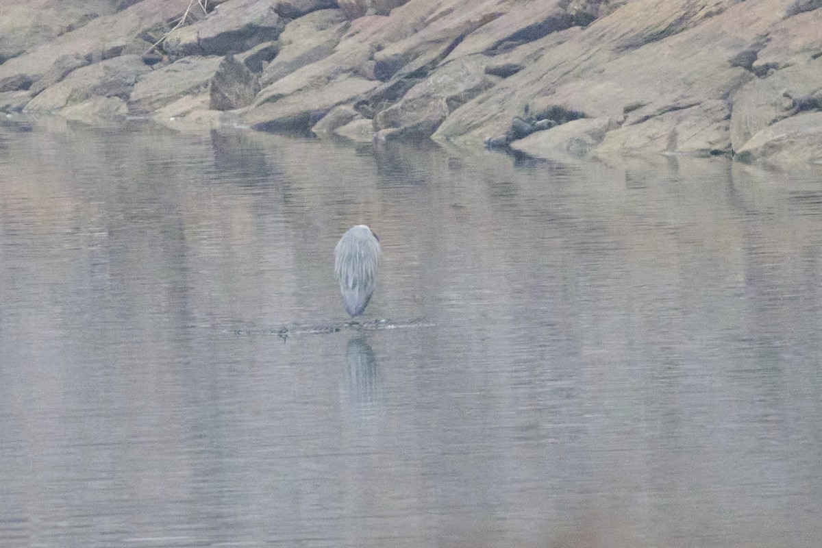 Garza Real - ML647170391