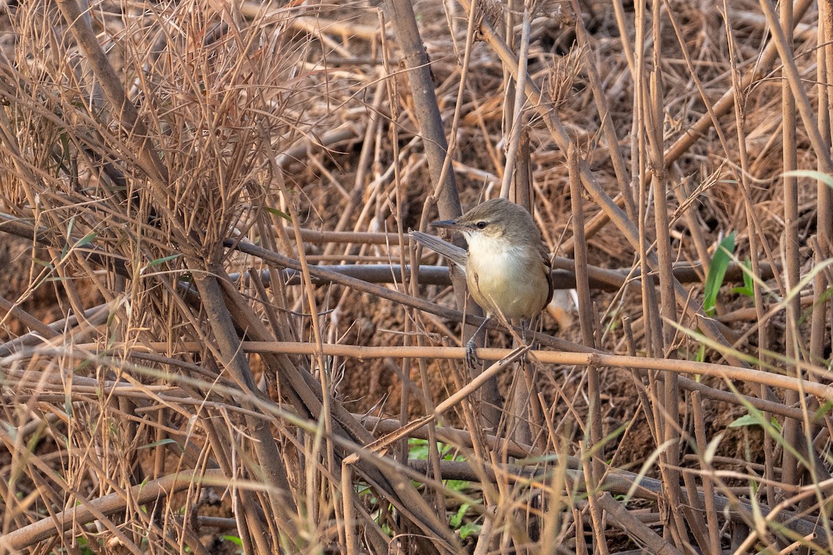 Carricero Estentóreo - ML647170392